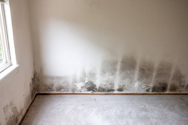 Best Dehumidification Services  in Plymouth, IN