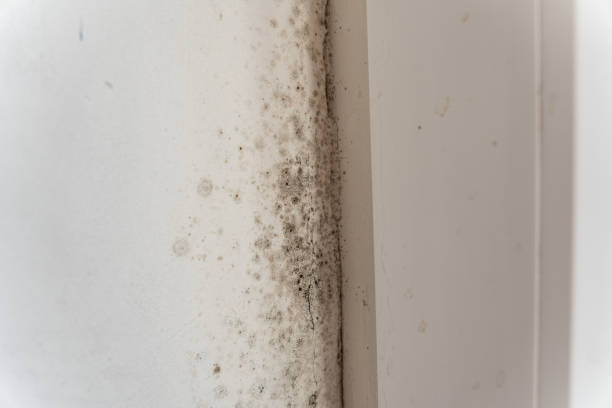 Mold Remediation for Rental Properties in Plymouth, IN