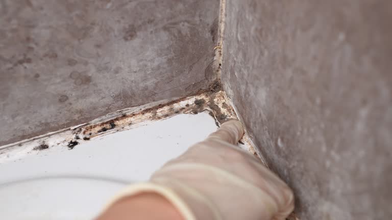 Best Crawl Space Mold Remediation  in Plymouth, IN